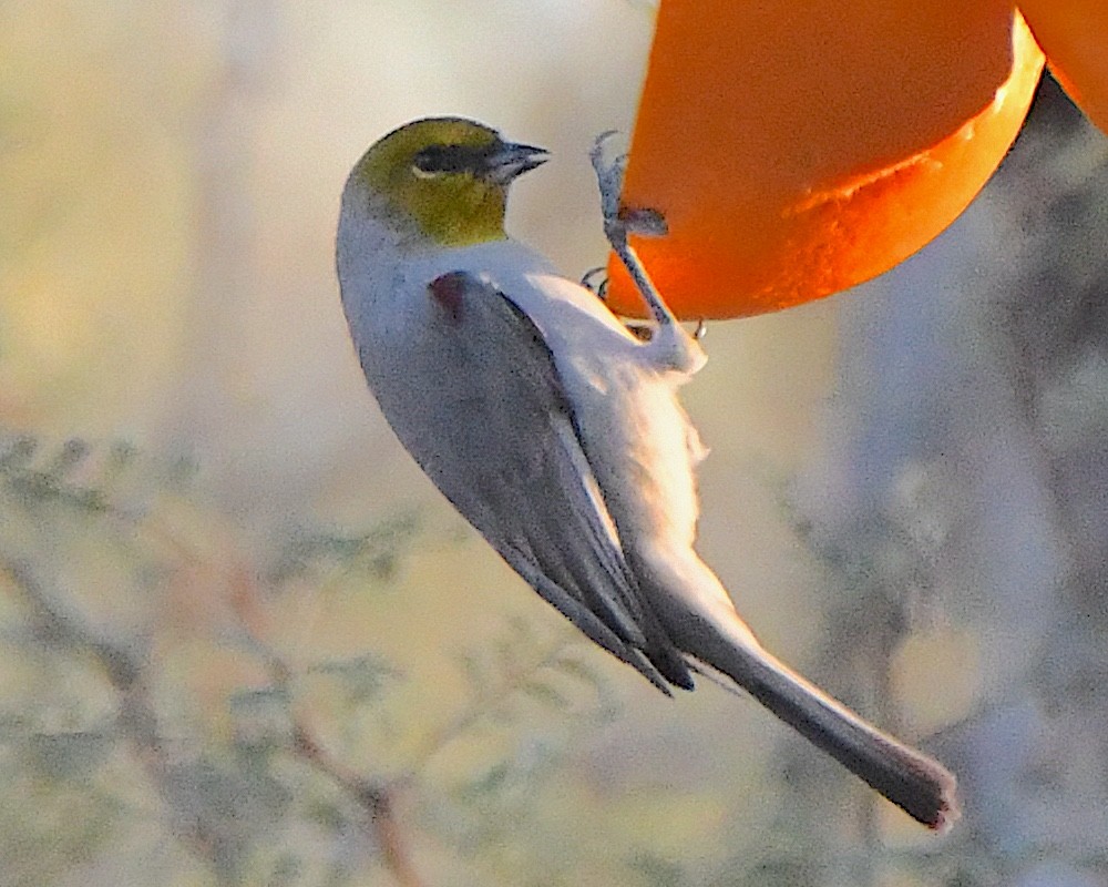 Verdin - ML646658086