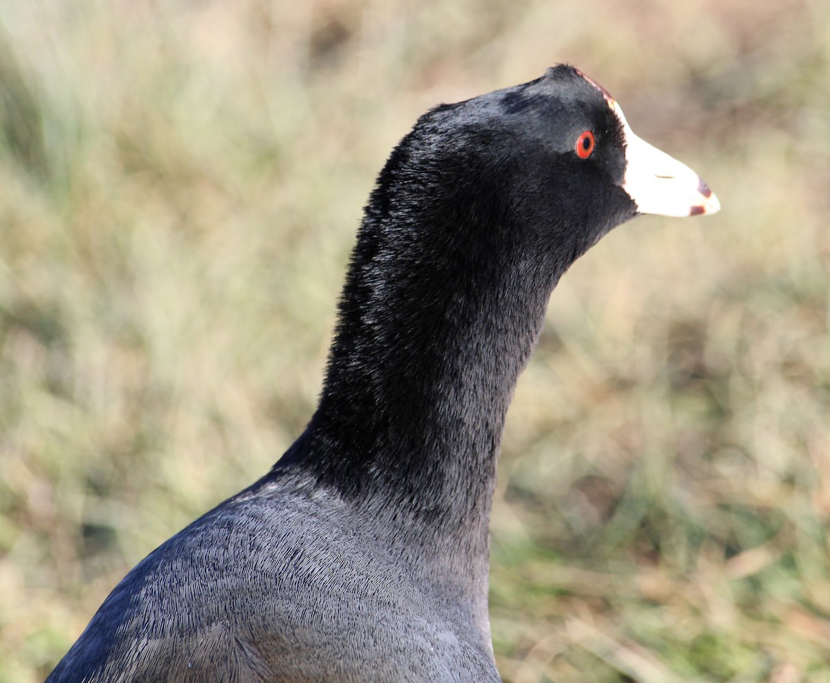 Indianerblässhuhn - ML646658090