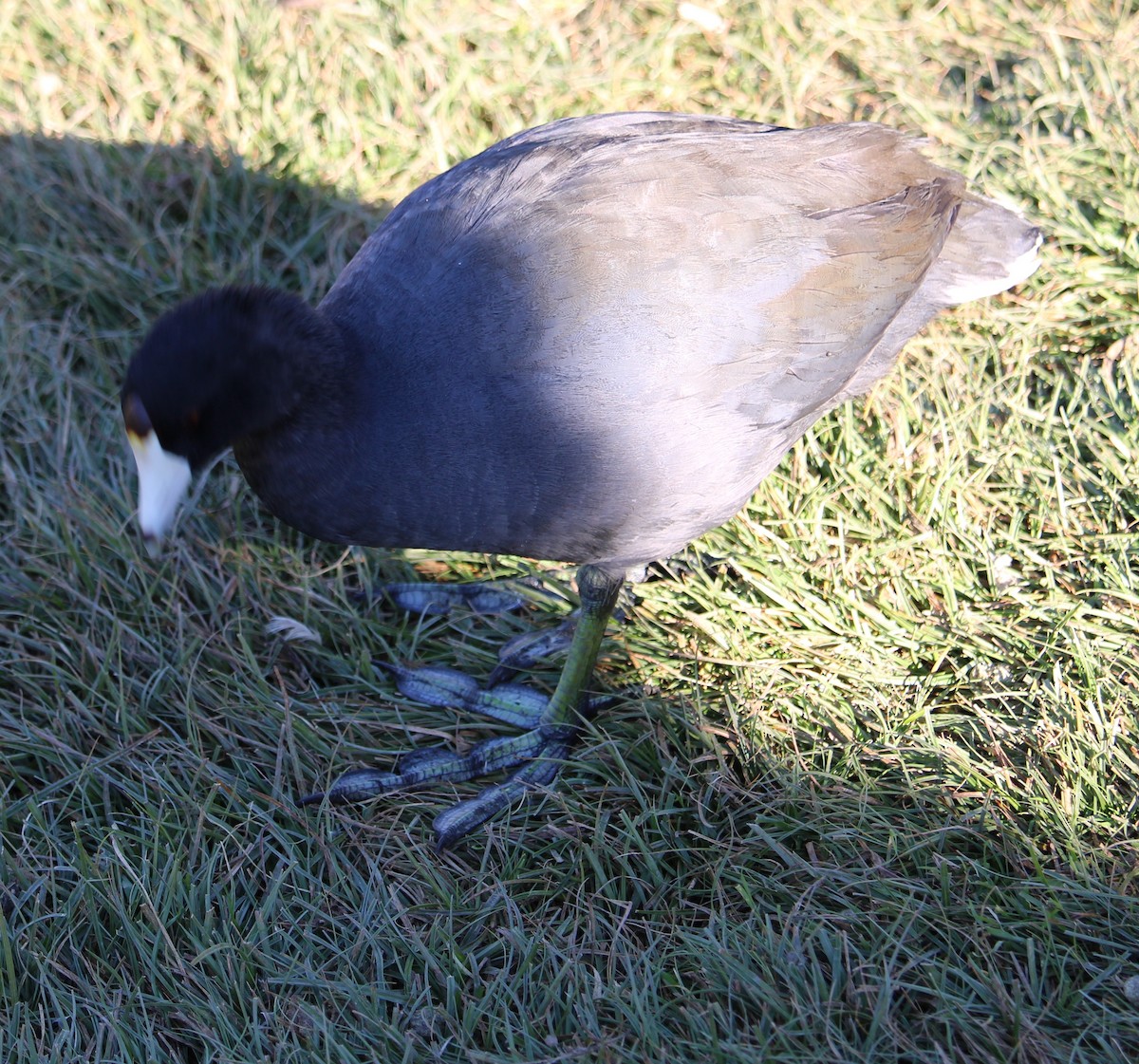 Indianerblässhuhn - ML646658091