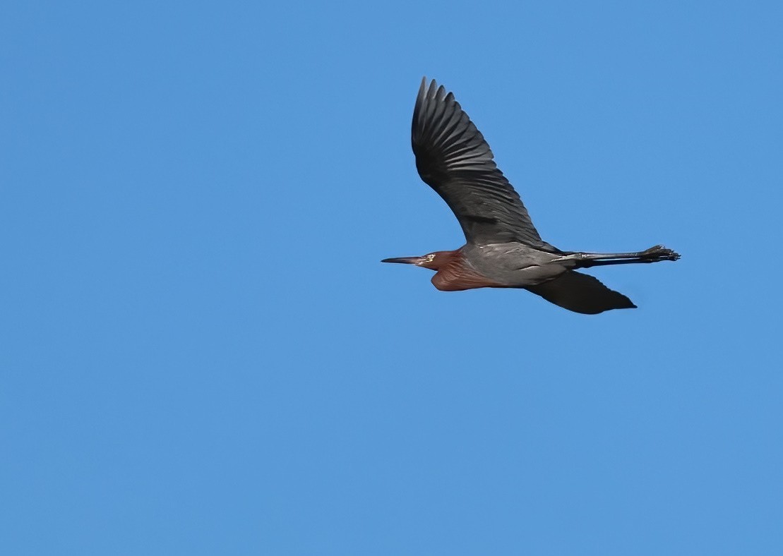 Reddish Egret - ML646658095
