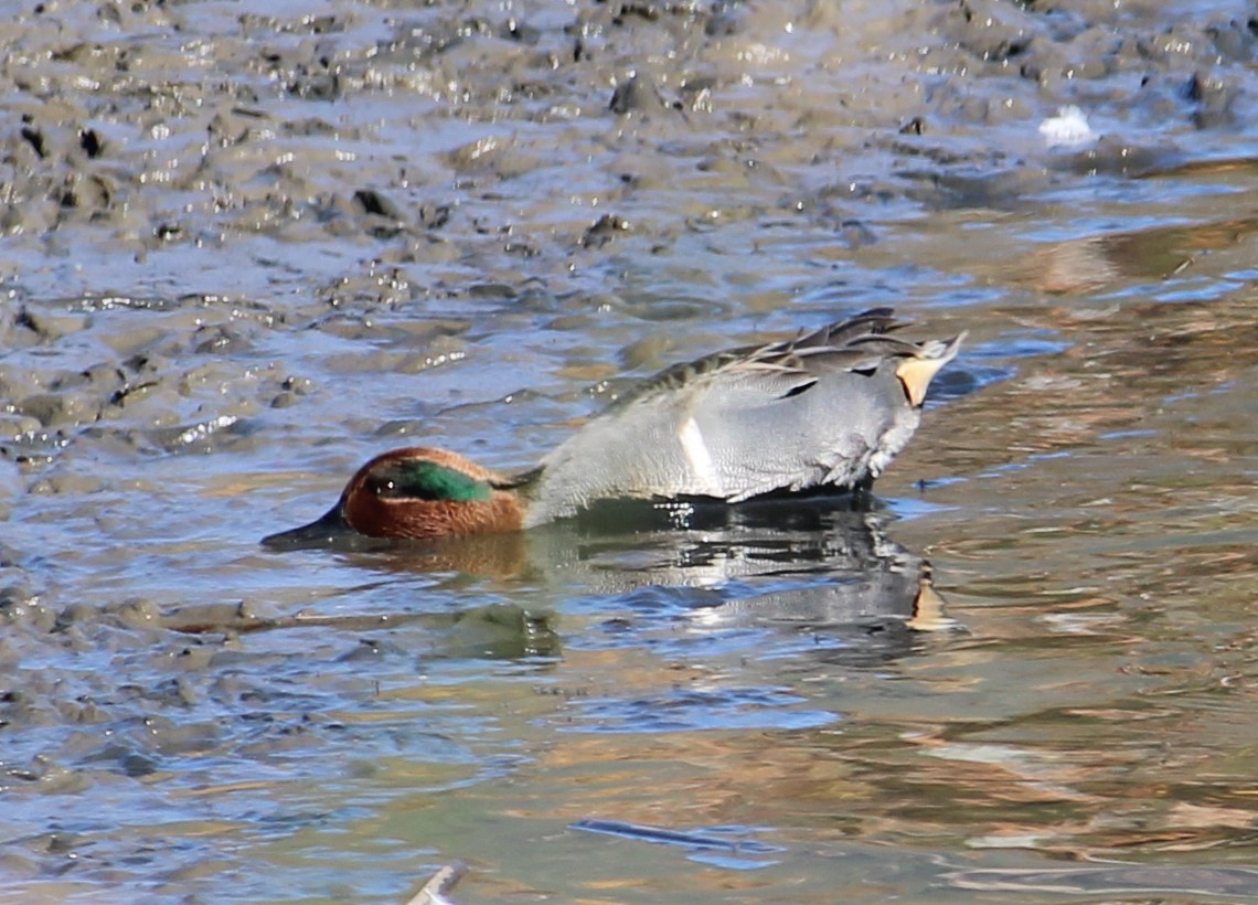 Krickente - ML646658097