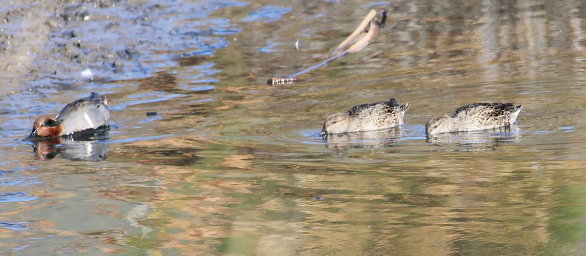 Krickente - ML646658098