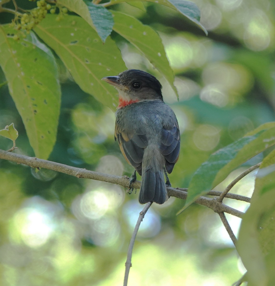 Rose-throated Becard - ML646658099