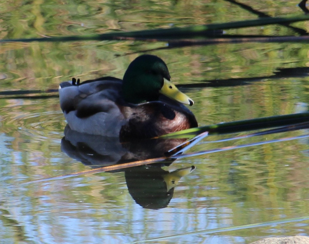 Stockente - ML646658100