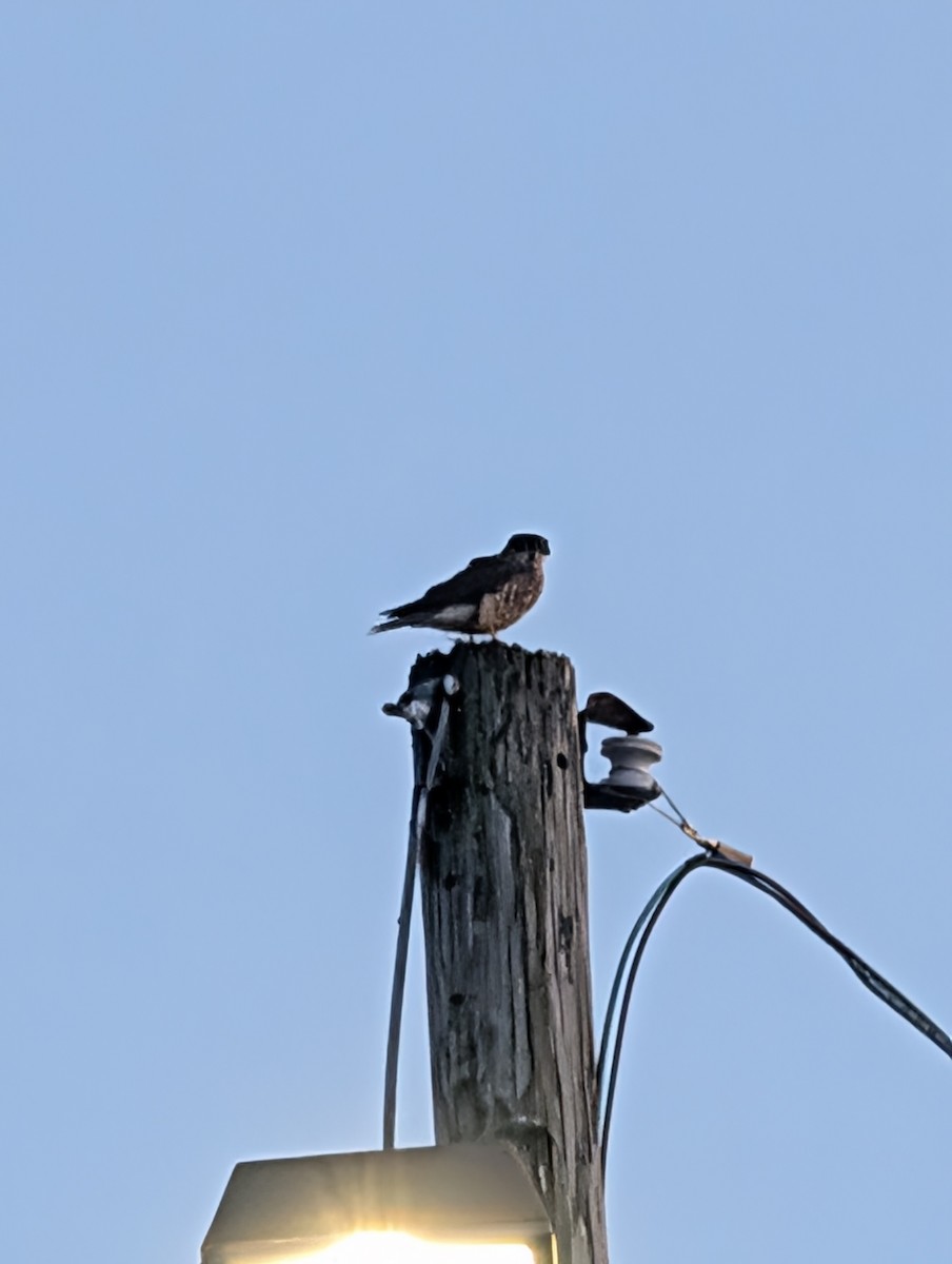 Merlin - ML646658101