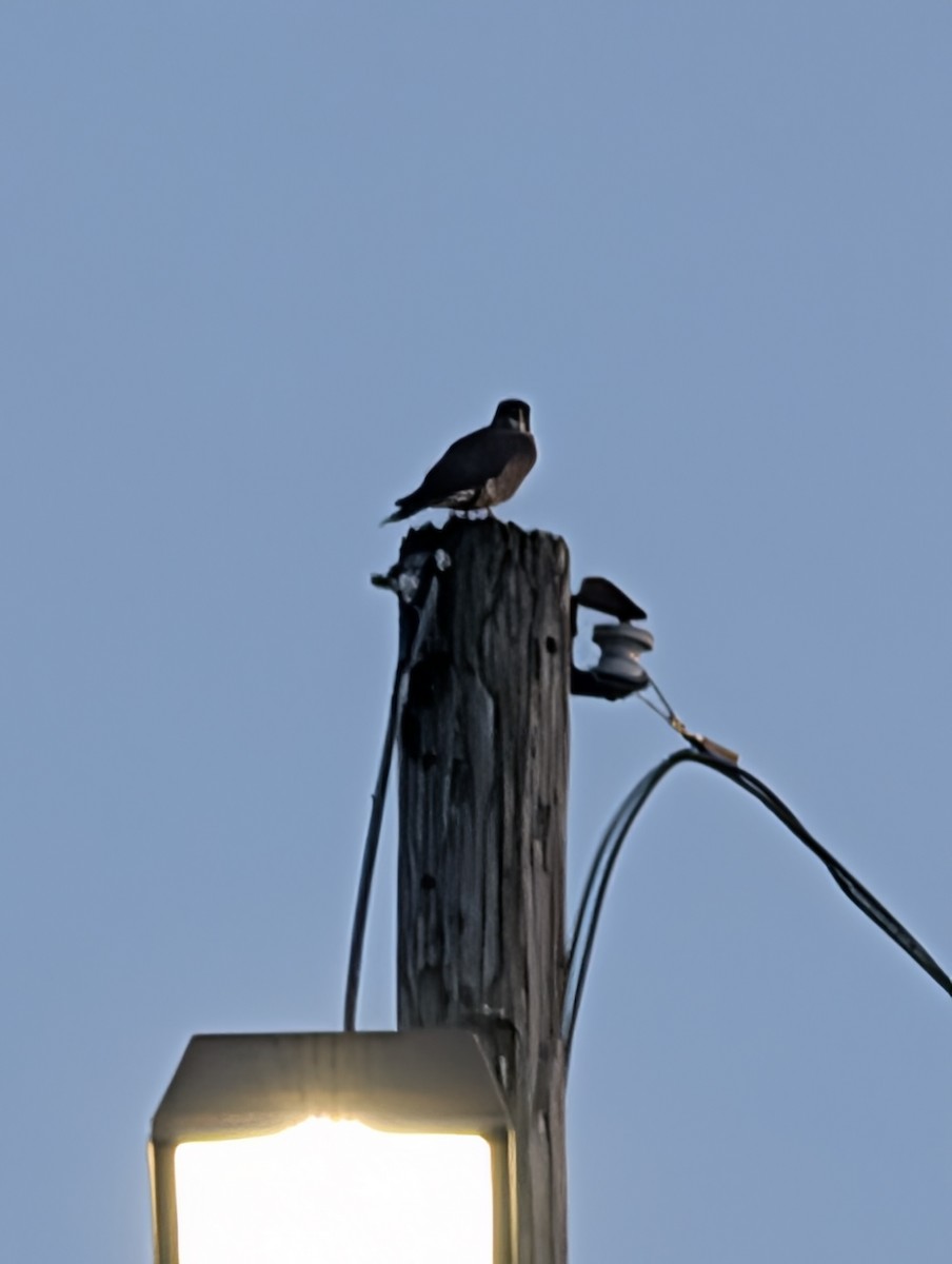 Merlin - ML646658102