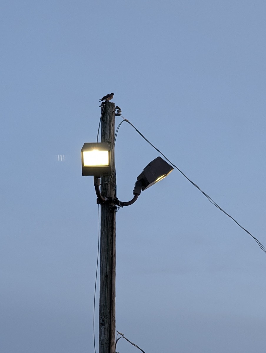 Merlin - ML646658105