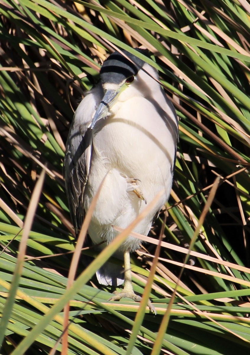 Nachtreiher - ML646658107