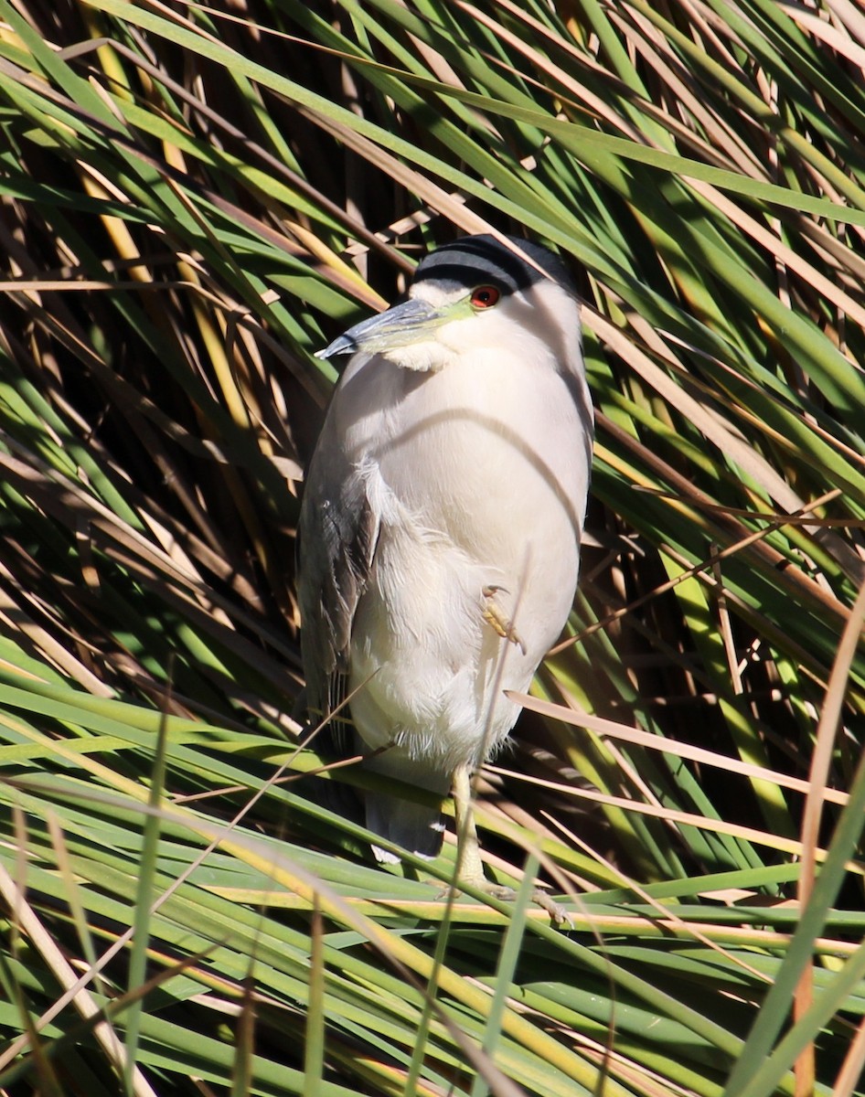 Nachtreiher - ML646658108