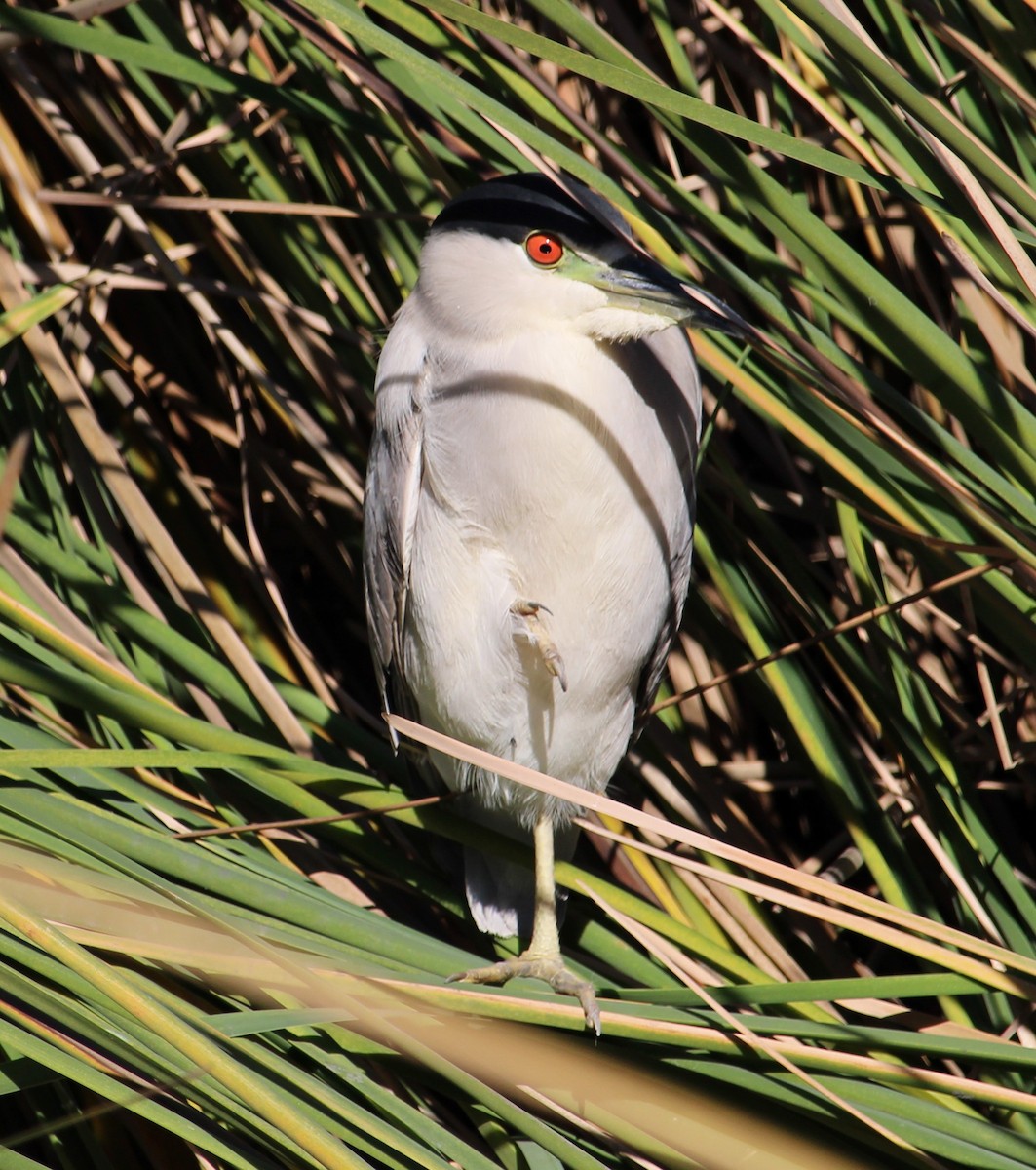 Nachtreiher - ML646658109