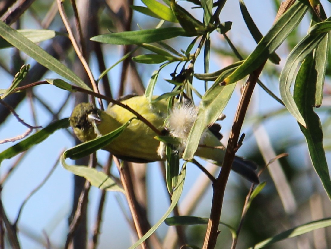 Mexikozeisig - ML646658112