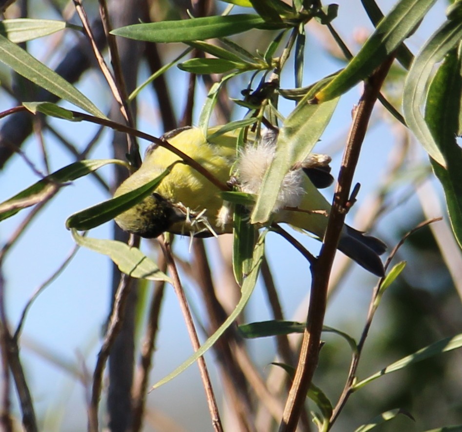 Mexikozeisig - ML646658113