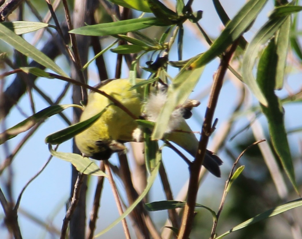 Mexikozeisig - ML646658114