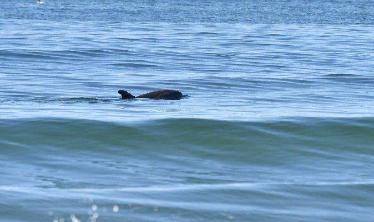 Common Bottlenose Dolphin - ML646658116