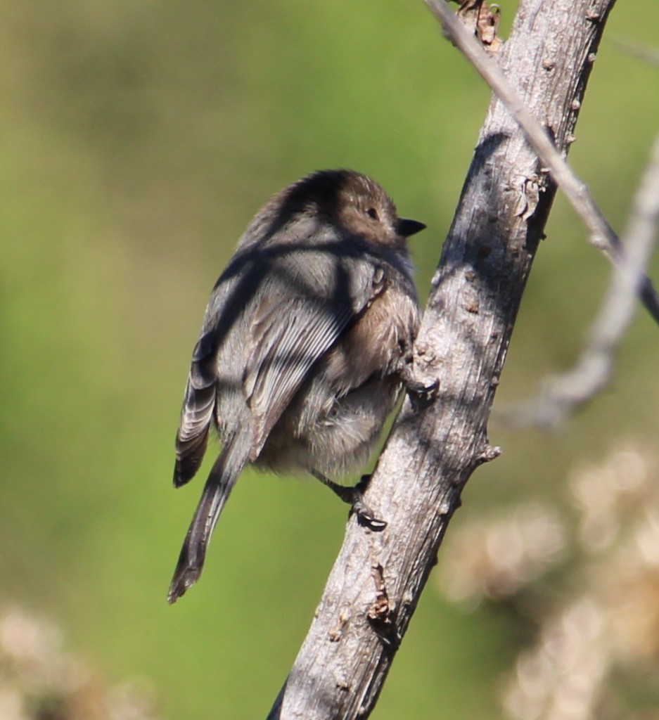 Buschschwanzmeise - ML646658117