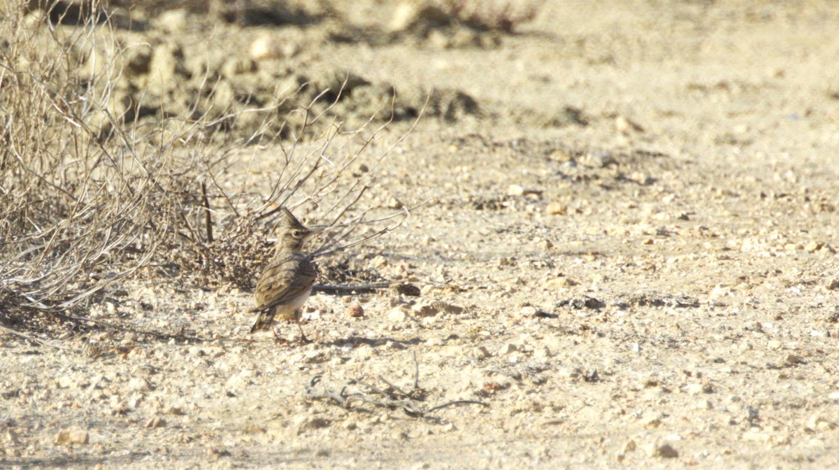 Crested Lark - ML646658118