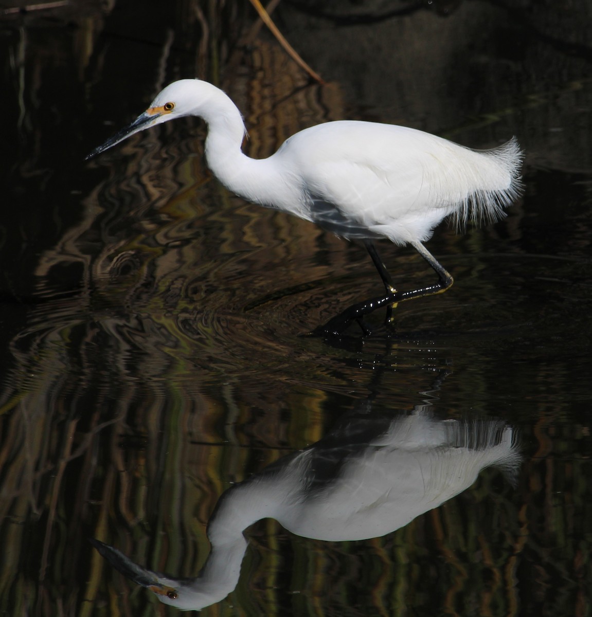 Schmuckreiher - ML646658121