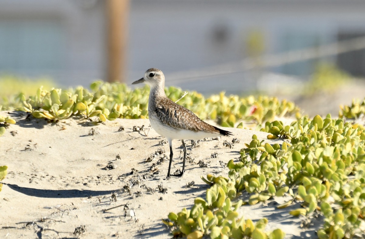 Black-bellied Plover - ML646658122