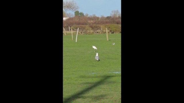 Common Gull - ML646658123