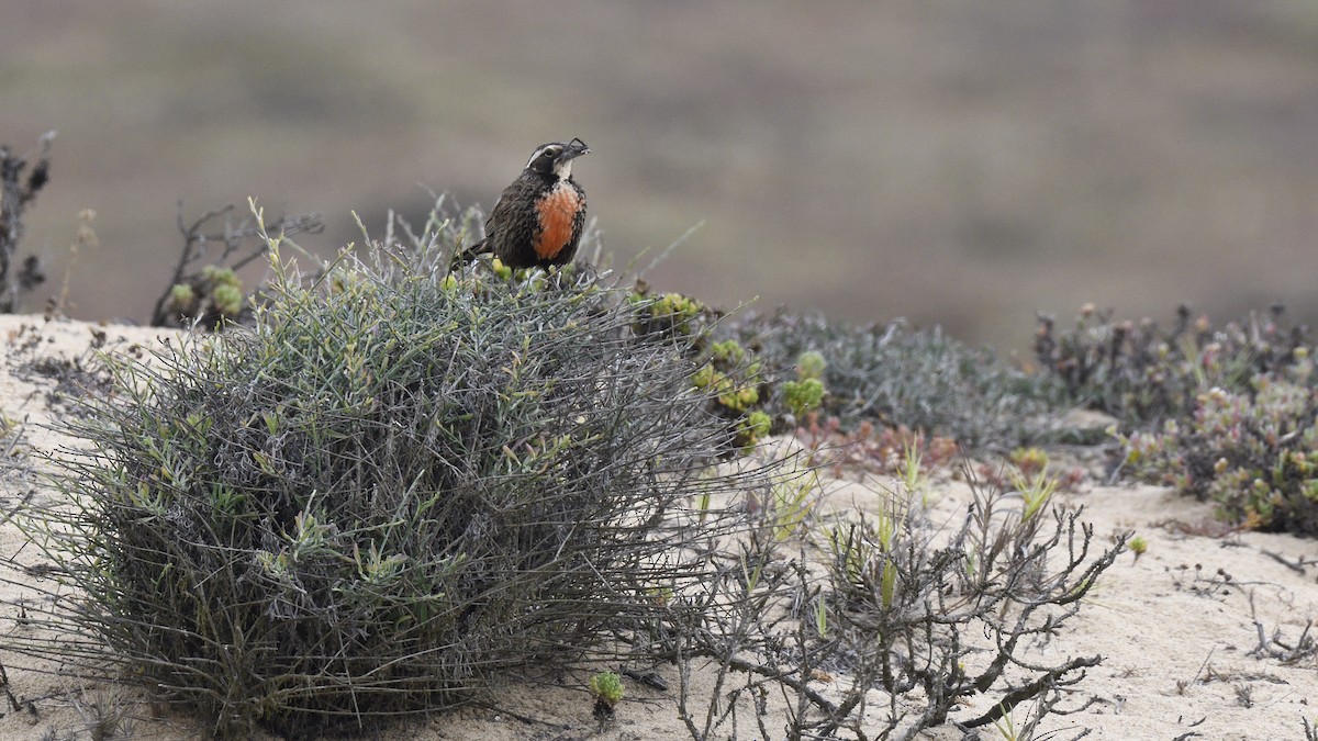 Long-tailed Meadowlark - ML646658124