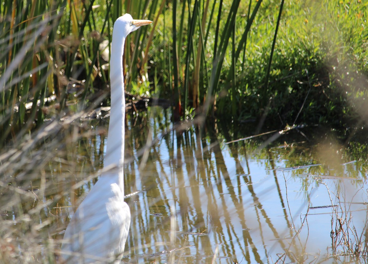 Silberreiher - ML646658125