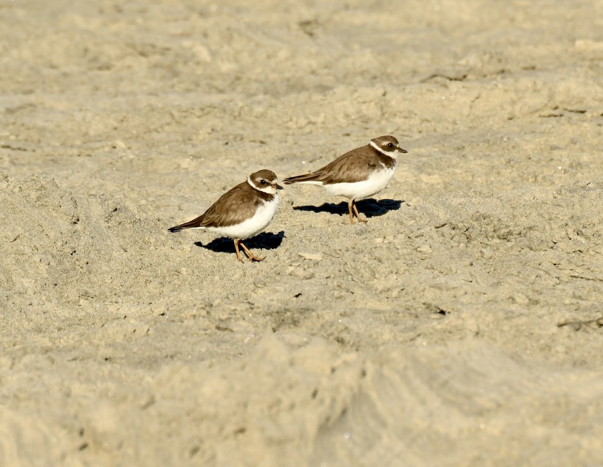 Semipalmated Plover - ML646658126