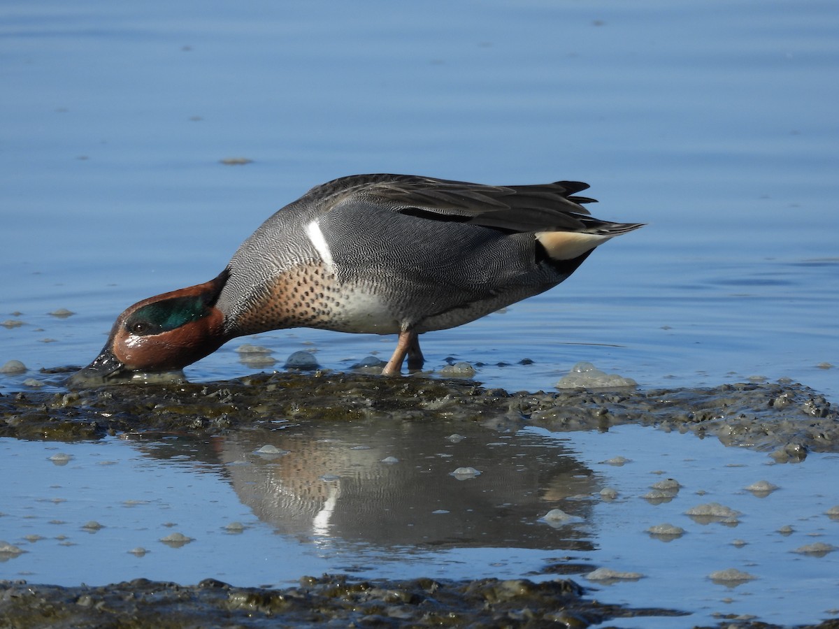 Green-winged Teal - ML646658127