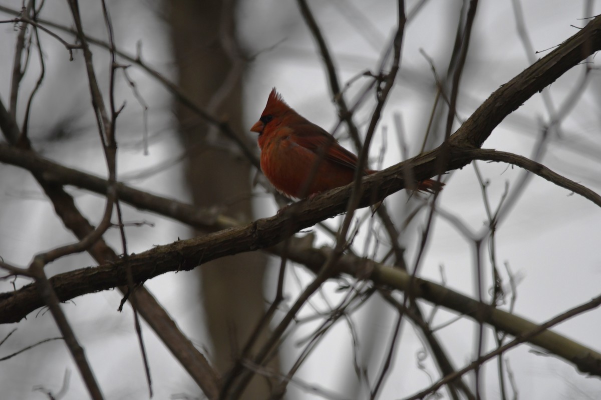 Northern Cardinal - ML646658128