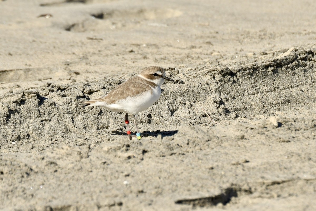 Snowy Plover - ML646658139