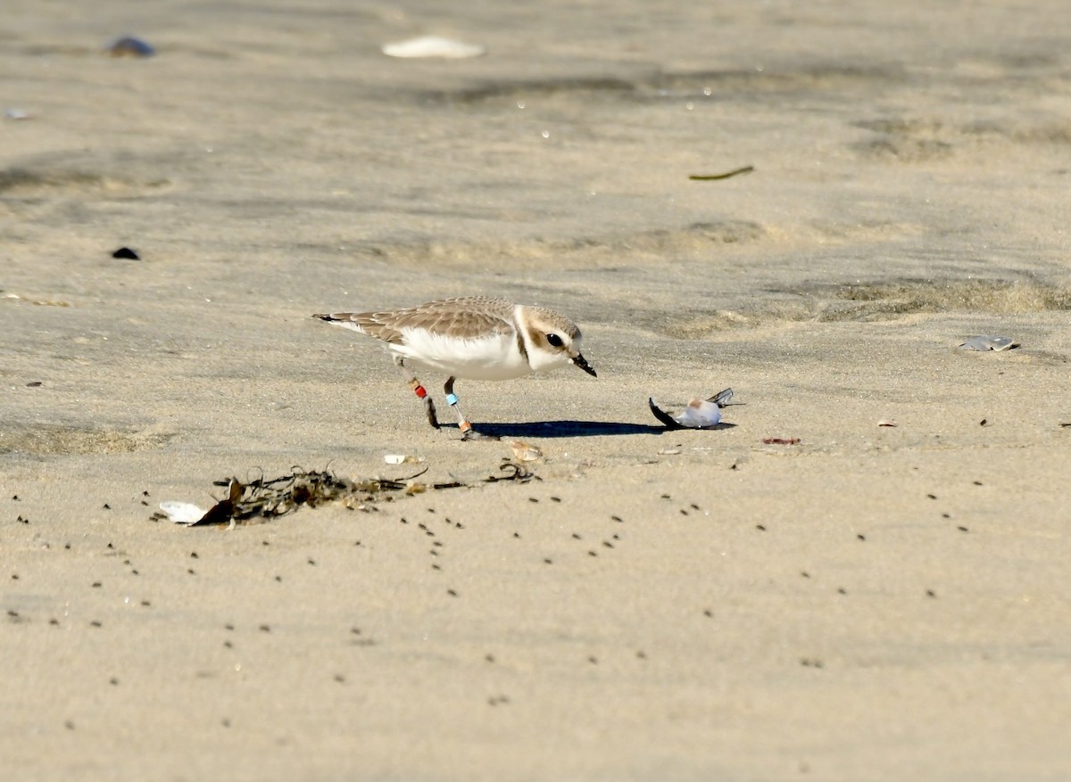 Snowy Plover - ML646658140