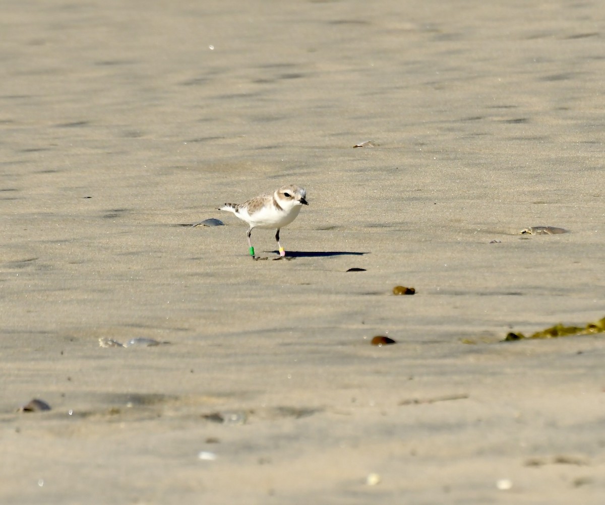 Snowy Plover - ML646658141