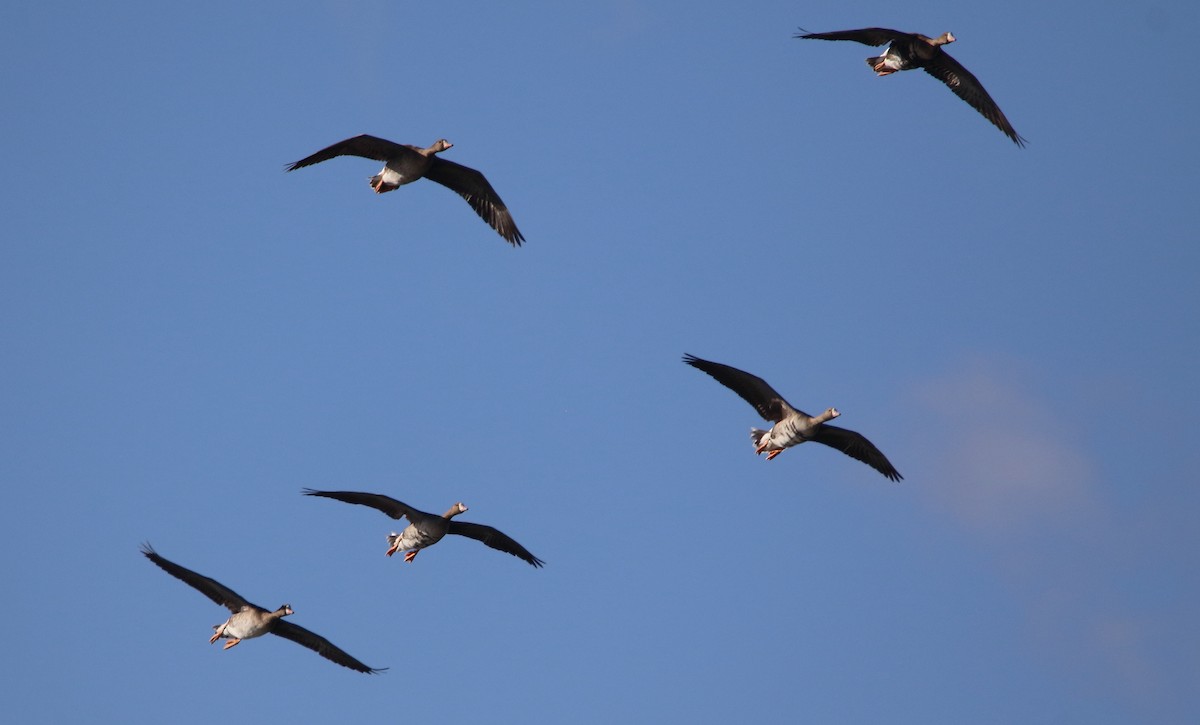 Greater White-fronted Goose - ML646658148