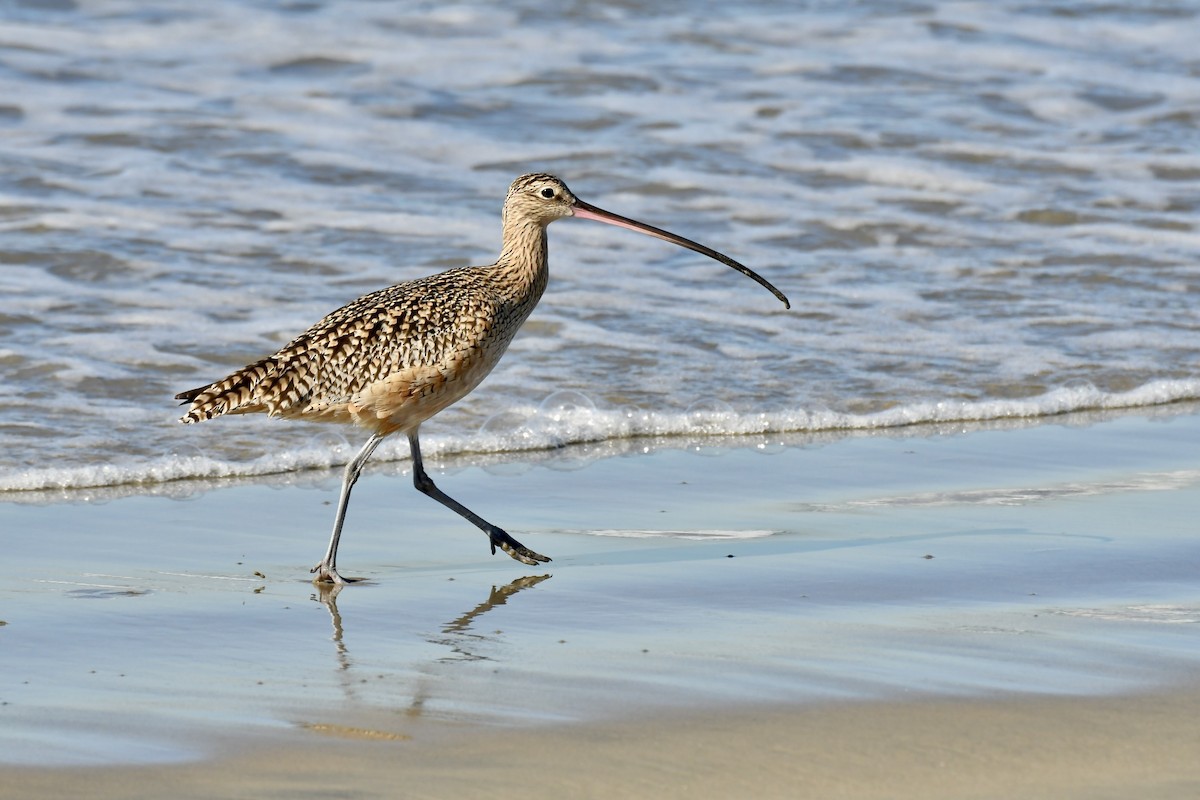 Long-billed Curlew - ML646658149