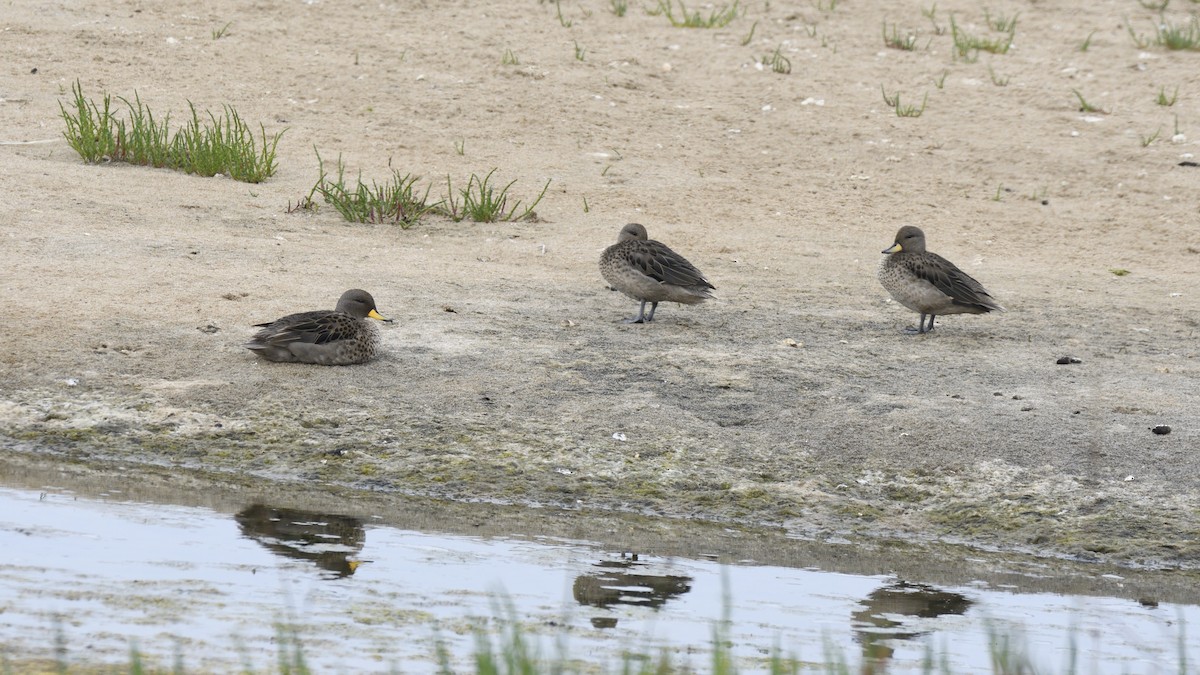 Yellow-billed Teal - ML646658152