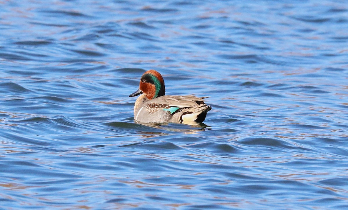 Green-winged Teal - ML646658153