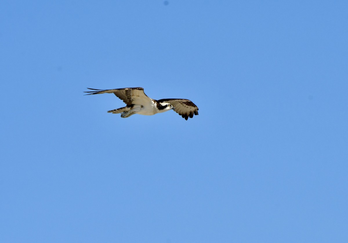 Osprey - ML646658156