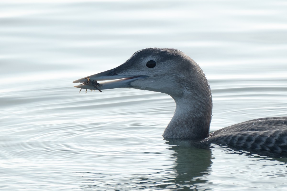 Colimbo de Adams - ML646658157