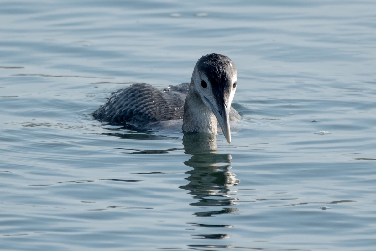 Colimbo de Adams - ML646658158