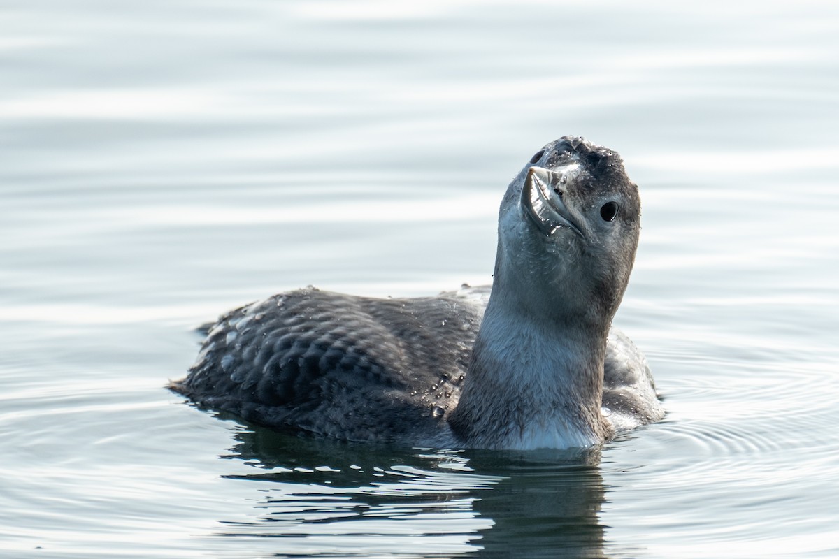Colimbo de Adams - ML646658159