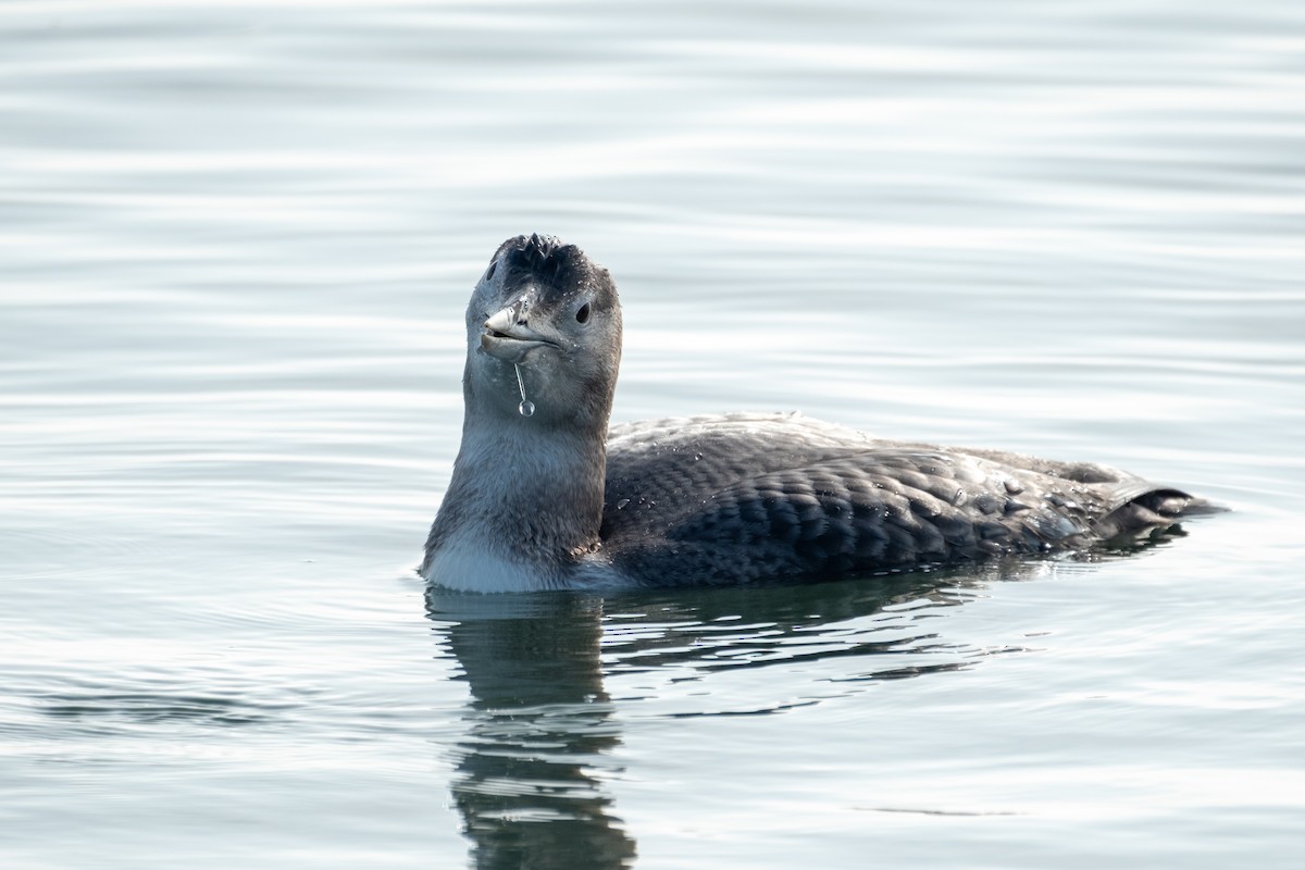 Colimbo de Adams - ML646658160