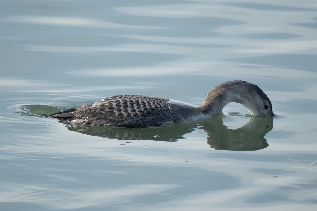 Colimbo de Adams - ML646658161