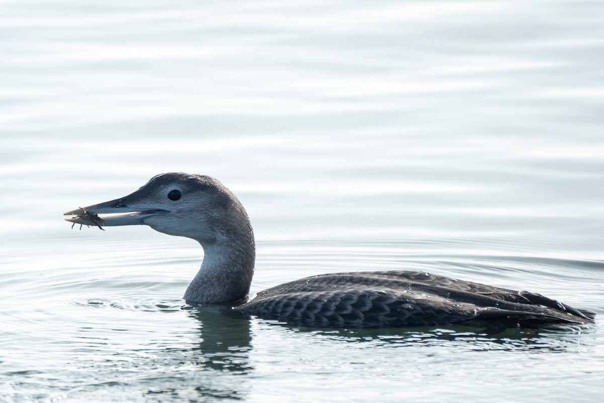 Colimbo de Adams - ML646658162