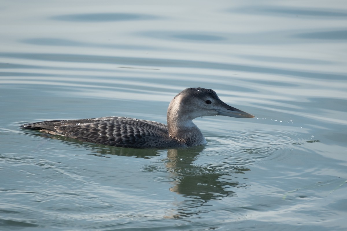 Colimbo de Adams - ML646658163