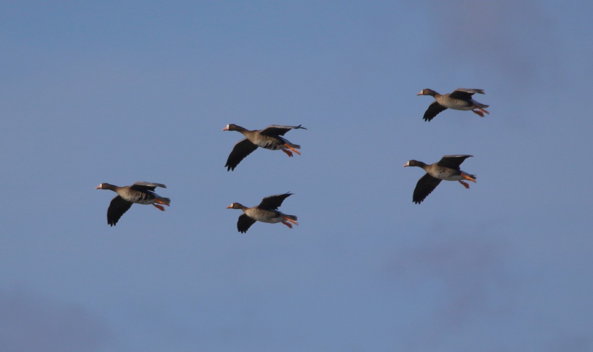 Greater White-fronted Goose - ML646658164
