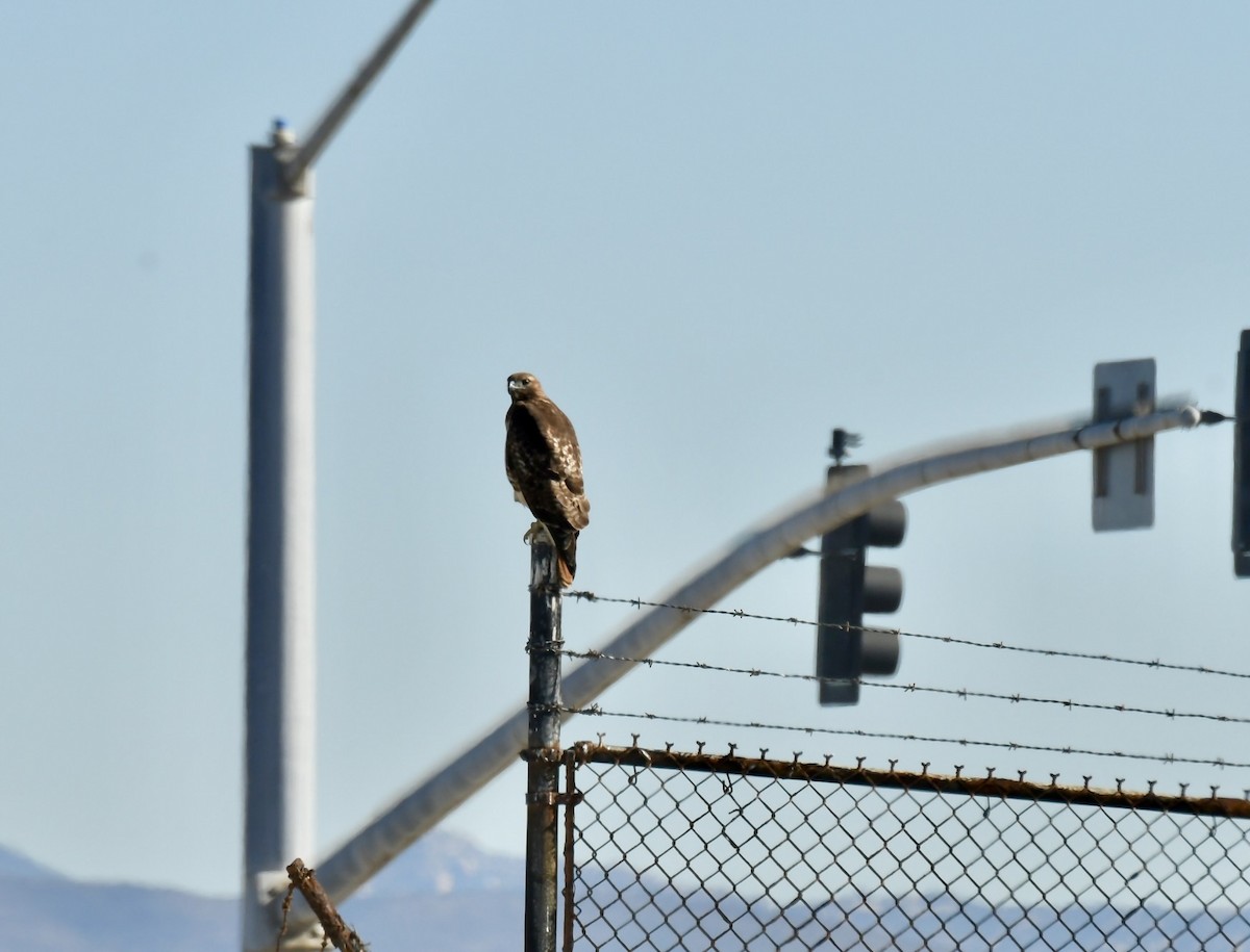 Red-tailed Hawk - ML646658165