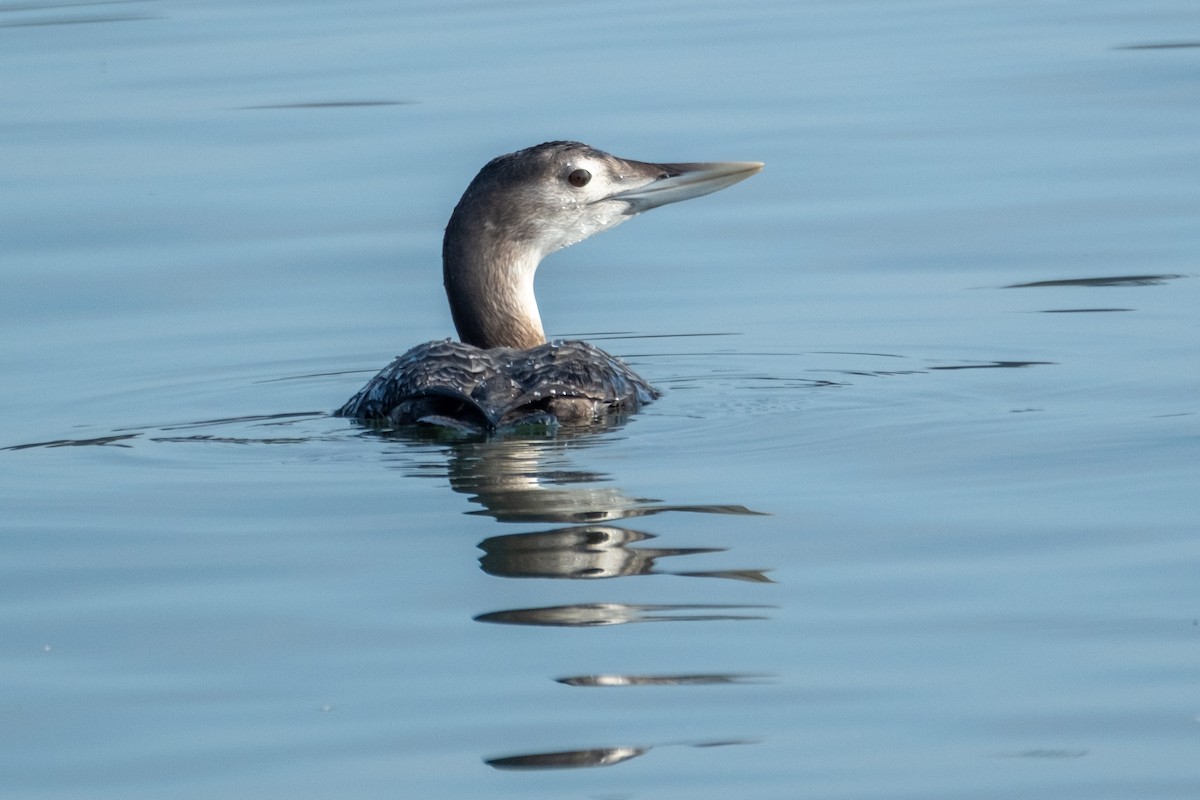 Colimbo de Adams - ML646658167