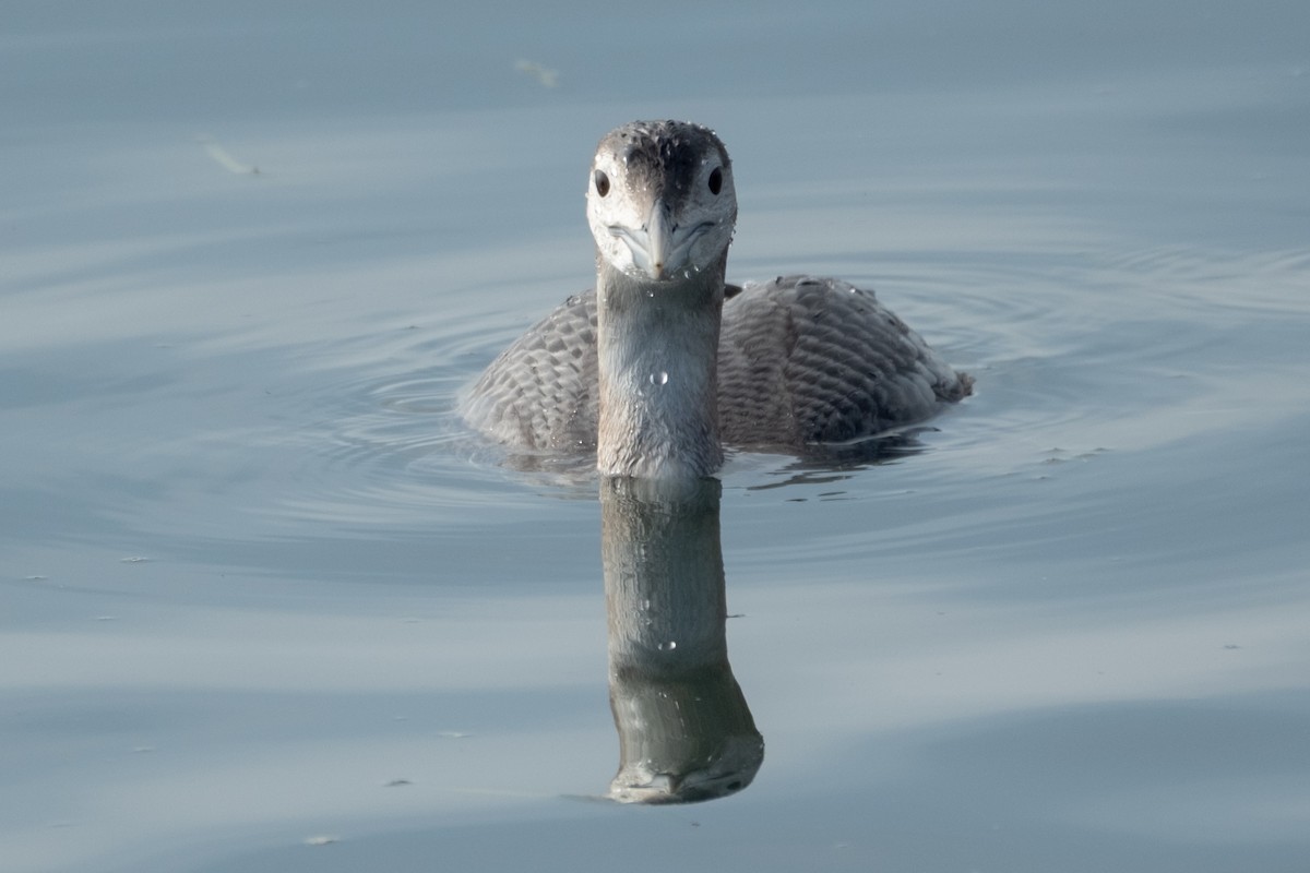 Colimbo de Adams - ML646658168