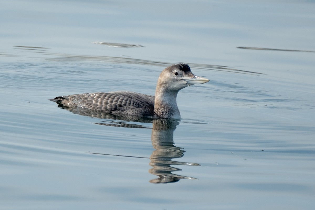 Colimbo de Adams - ML646658169