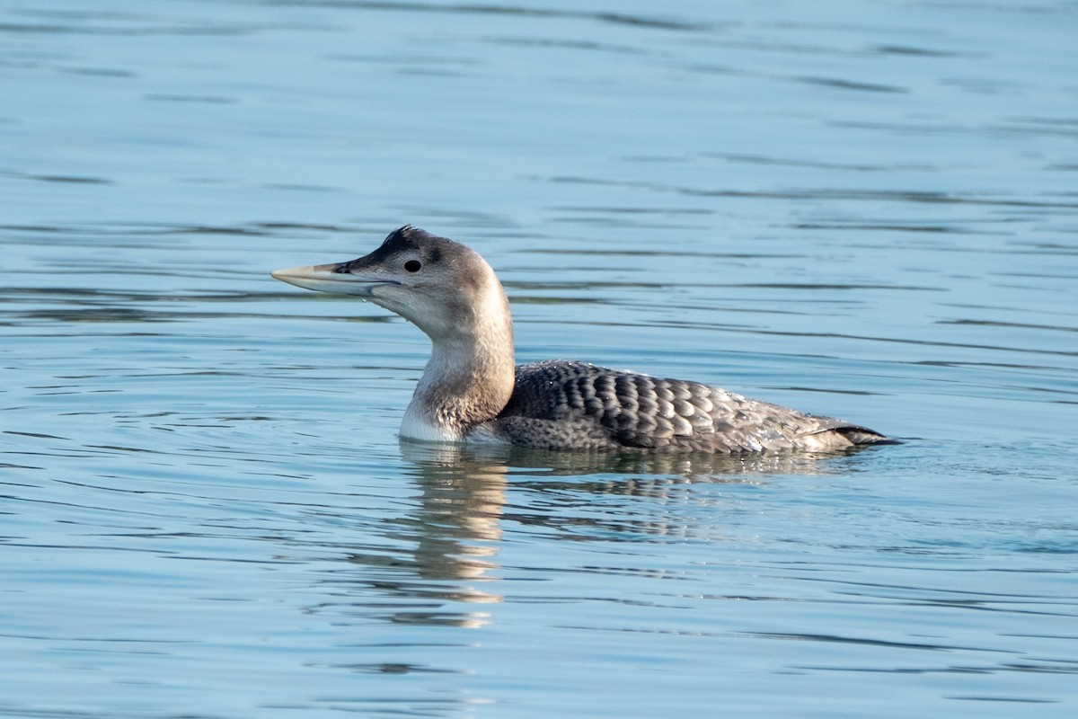 Colimbo de Adams - ML646658170