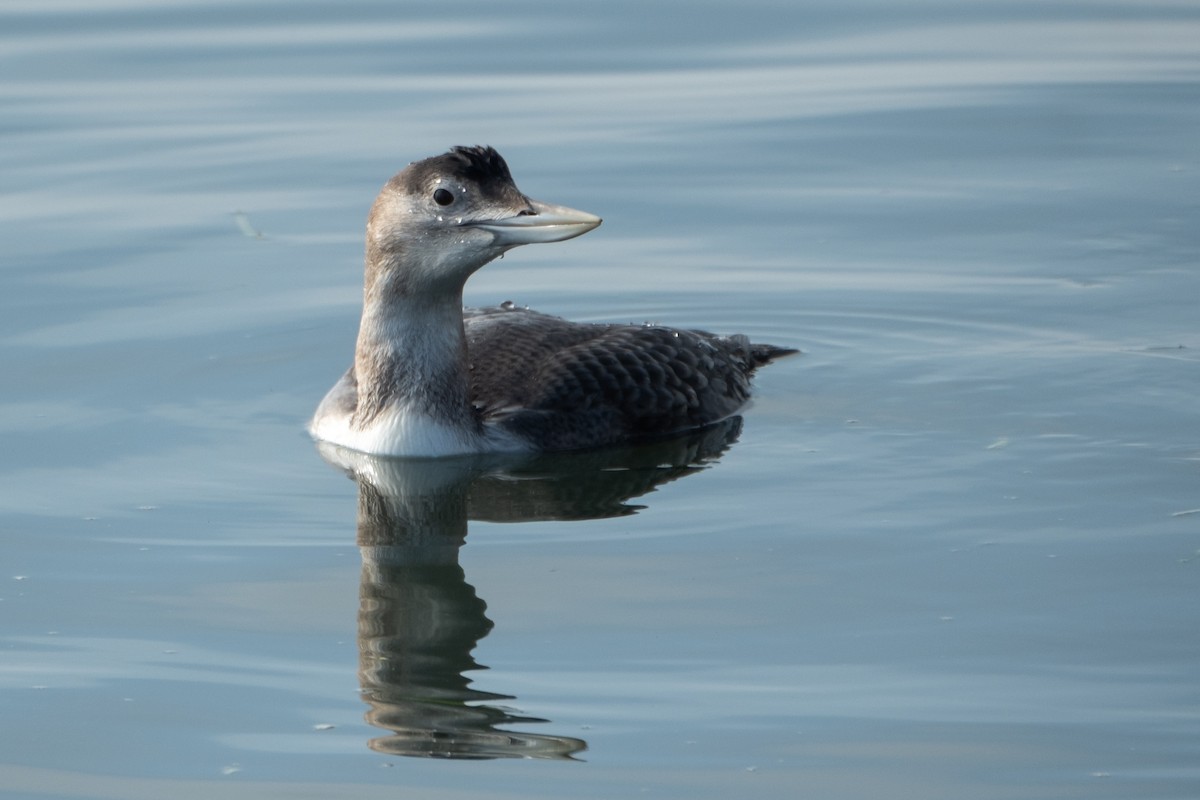 Colimbo de Adams - ML646658171